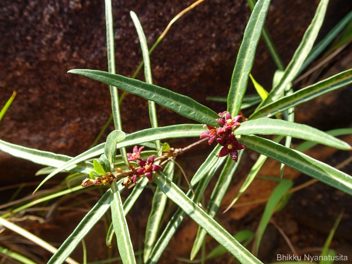 Hemidesmus indicus (L.) R.Br.
